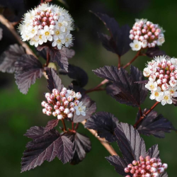 Pūslenis putinalapis (Physocarpus opulifolius) 'Purpureus'