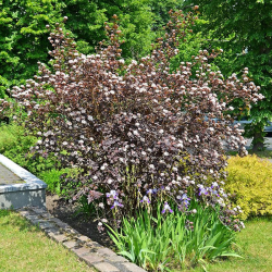 Pūslenis putinalapis (Physocarpus opulifolius) 'Purpureus'
