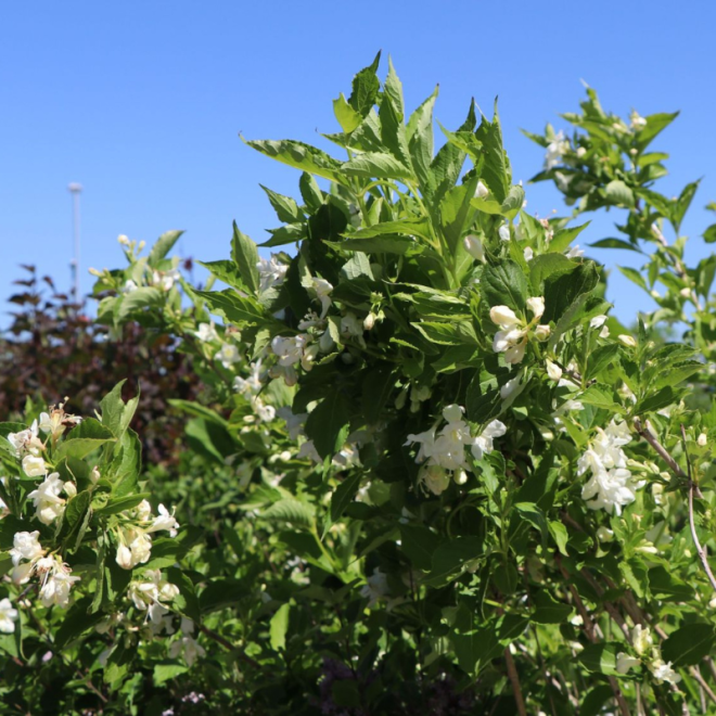 Veigelė gražiažiedė (Weigela florida) 'Candida'