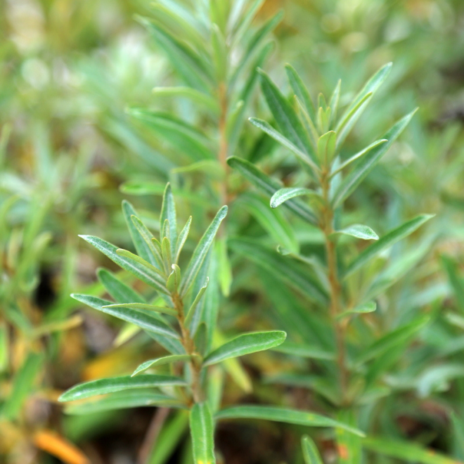 Šaltalankis dygliuotasis (Hippophae rhamnoides) 'Eva'