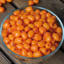 Šaltalankis dygliuotasis (Hippophae rhamnoides) 'Eva'