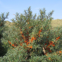 Šaltalankis dygliuotasis (Hippophae rhamnoides) 'Eva'