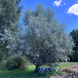 Gluosnis baltasis (Salix alba) 'Sericea'
