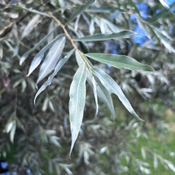 Gluosnis baltasis (Salix alba) 'Sericea'