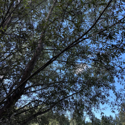Gluosnis baltasis (Salix alba) 'Sericea'