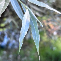 Gluosnis baltasis (Salix alba) 'Sericea'