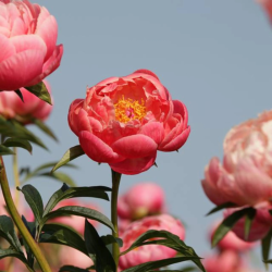 Bijūnas (Paeonia) 'Coral Charm'