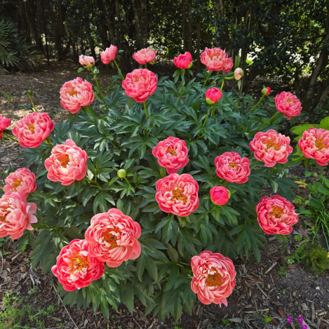 Bijūnas (Paeonia) 'Coral Charm'