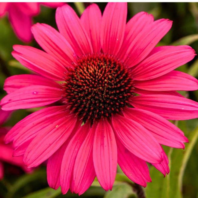 Ežiuolė (Echinacea) 'Sensation Wild Romance'