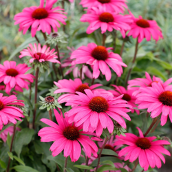 Ežiuolė (Echinacea) 'Sensation Wild Romance'