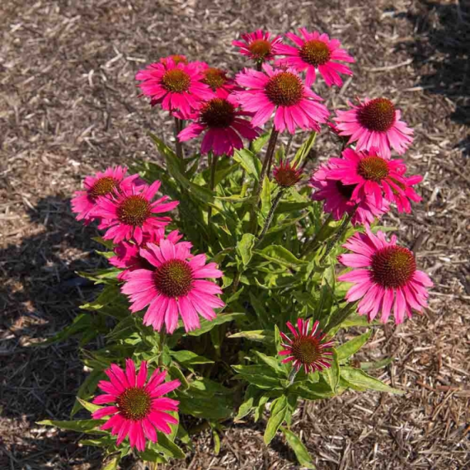 Ežiuolė (Echinacea) 'Sensation Wild Romance'