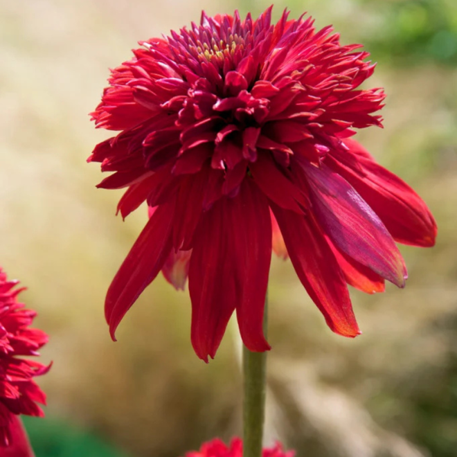Ežiuolė (Echinacea) 'Eccentric'