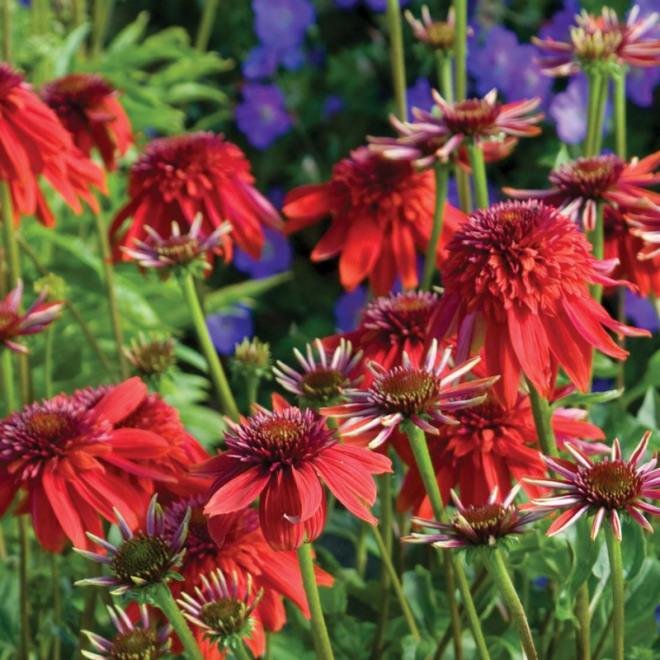 Ežiuolė (Echinacea) 'Eccentric'