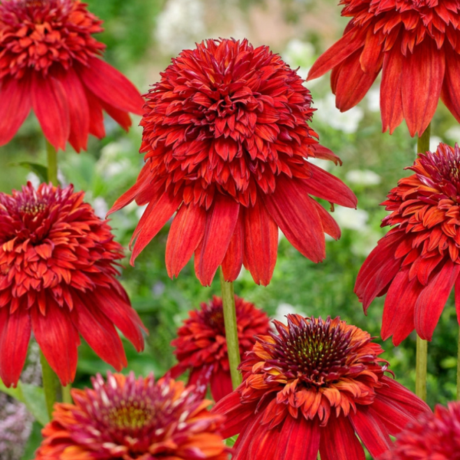 Ežiuolė (Echinacea) 'Eccentric'