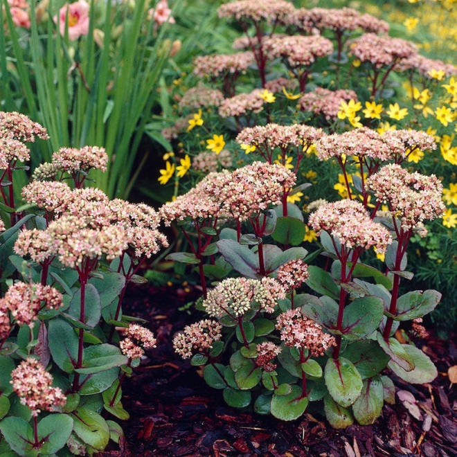 Šilokas (Sedum) 'Matrona'