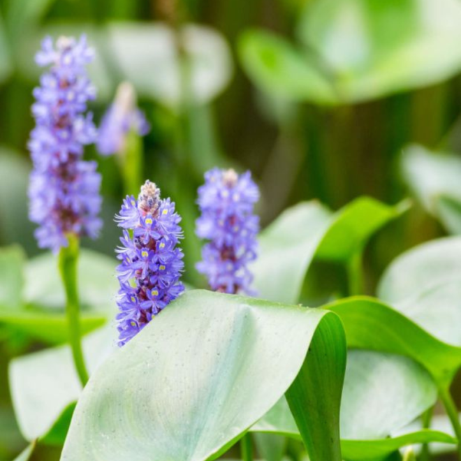 Skiaustmenė širdžialapė (Pontederia cordata) 'Blue'