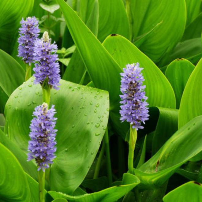 Skiaustmenė širdžialapė (Pontederia cordata) 'Blue'