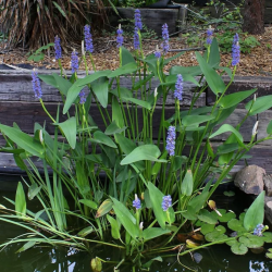 Skiaustmenė širdžialapė (Pontederia cordata) 'Blue'