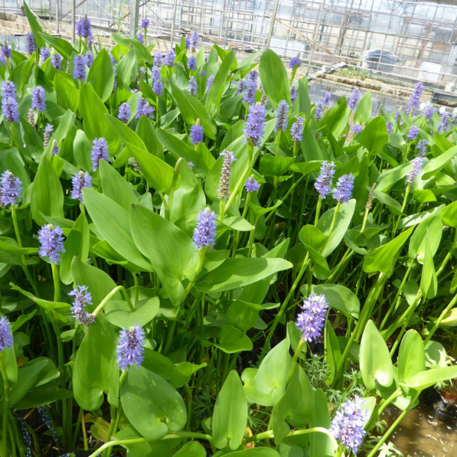 Skiaustmenė širdžialapė (Pontederia cordata) 'Blue'