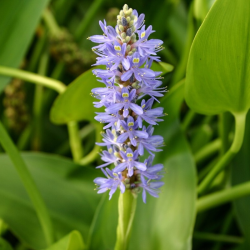 Skiaustmenė širdžialapė (Pontederia cordata) 'Blue'