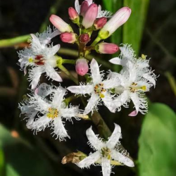 Puplaiškis trilapis (Menyanthes trifoliata) tvenkiniams kūdroms