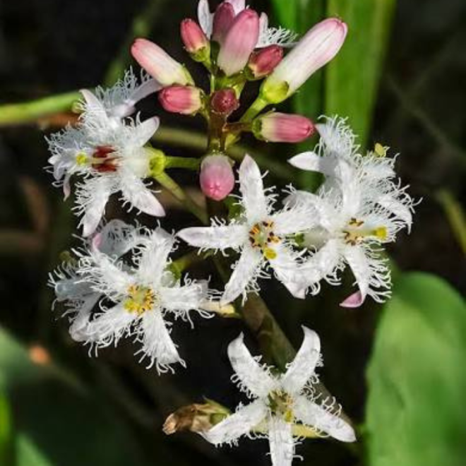 Puplaiškis trilapis (Menyanthes trifoliata) tvenkiniams kūdroms