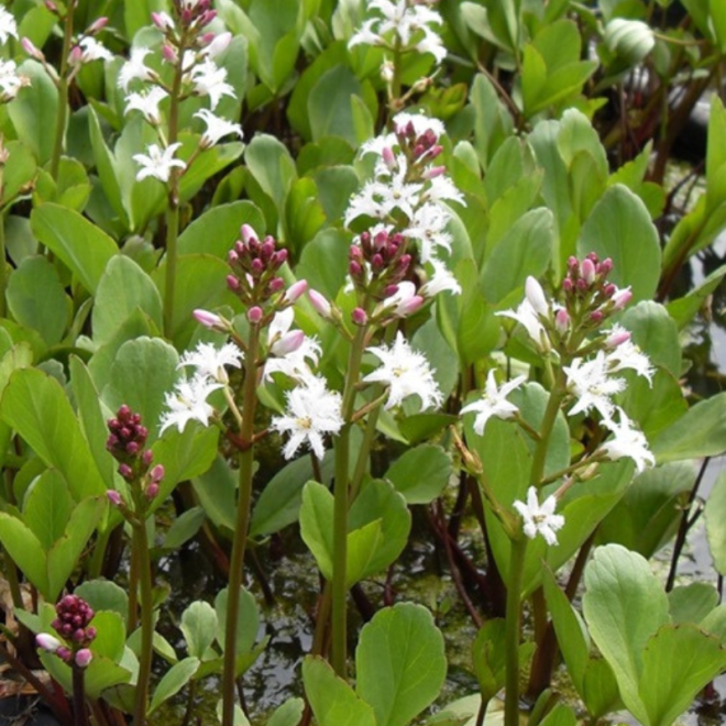 Puplaiškis trilapis (Menyanthes trifoliata) tvenkiniams kūdroms