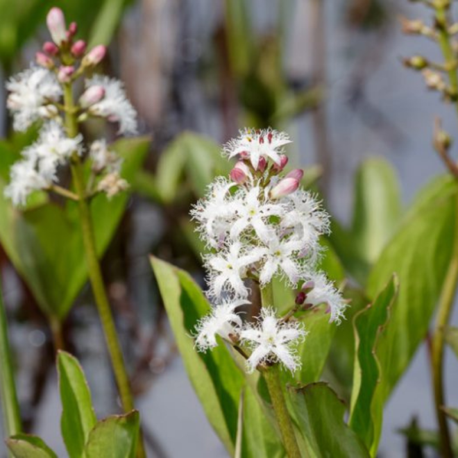 Puplaiškis trilapis (Menyanthes trifoliata) tvenkiniams kūdroms