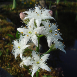 Puplaiškis trilapis (Menyanthes trifoliata) tvenkiniams kūdroms