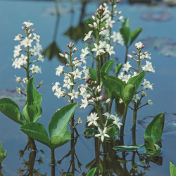 Puplaiškis trilapis (Menyanthes trifoliata) tvenkiniams kūdroms