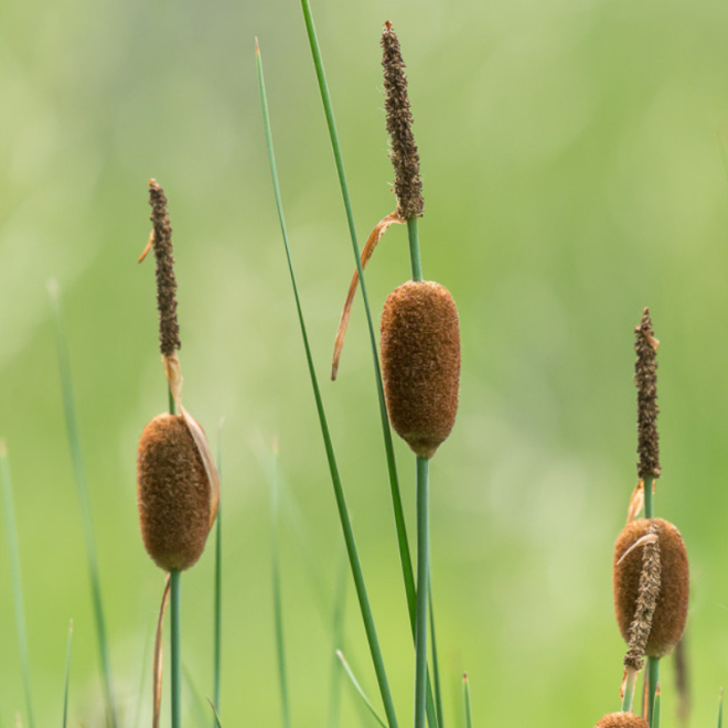 Švendras nykštukinis (Typha minima)