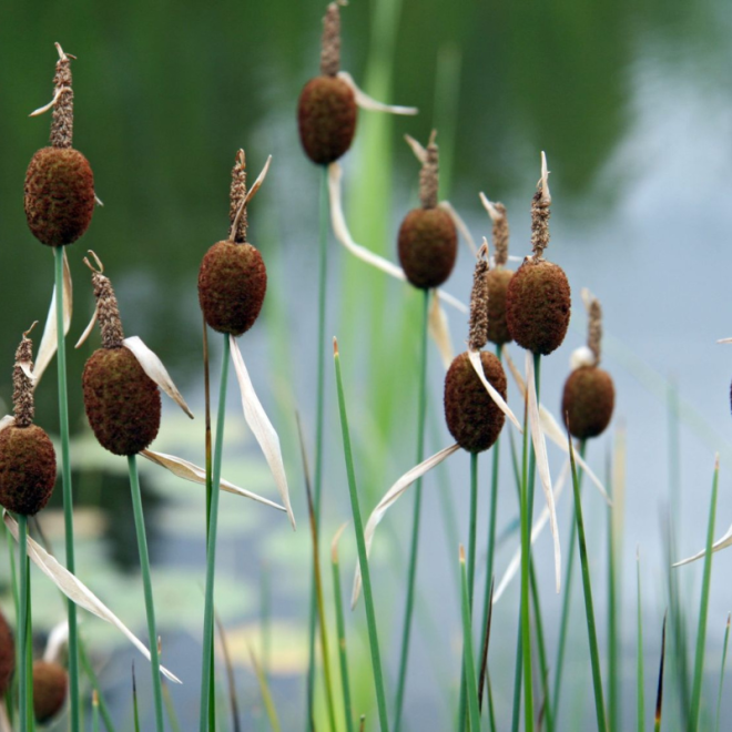 Švendras nykštukinis (Typha minima)
