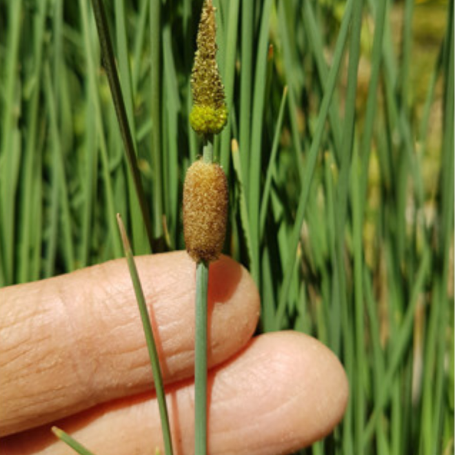 Švendras nykštukinis (Typha minima)