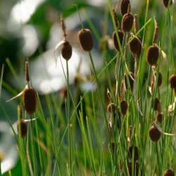 Švendras nykštukinis (Typha minima)