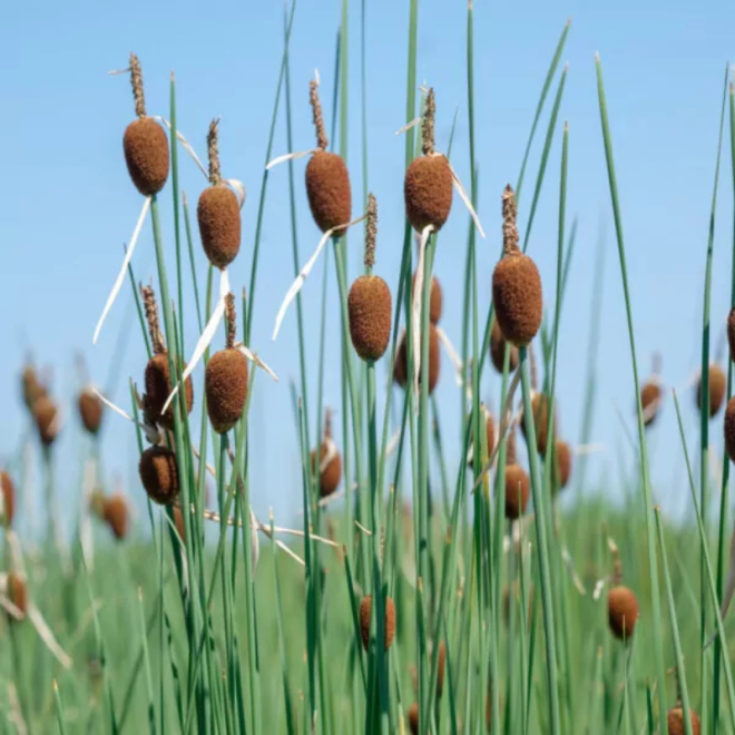 Švendras nykštukinis (Typha minima)