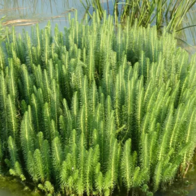Uodeguonė paprastoji (Hippuris vulgaris)