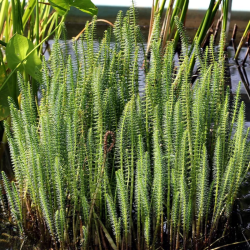 Uodeguonė paprastoji (Hippuris vulgaris)