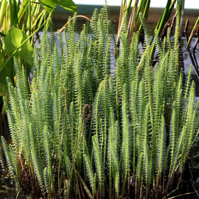 Uodeguonė paprastoji (Hippuris vulgaris)