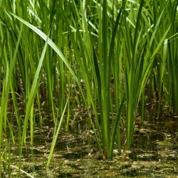 Ajeras balinis (Acorus calamus) prie kūdros ar tvenkinio