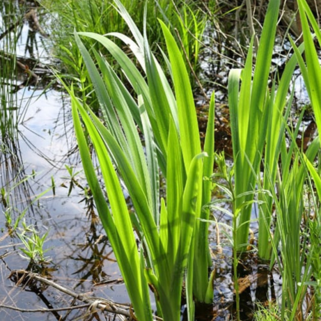 Ajeras balinis (Acorus calamus) prie kūdros ar tvenkinio