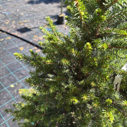 Eglė paprastoji (Picea abies)