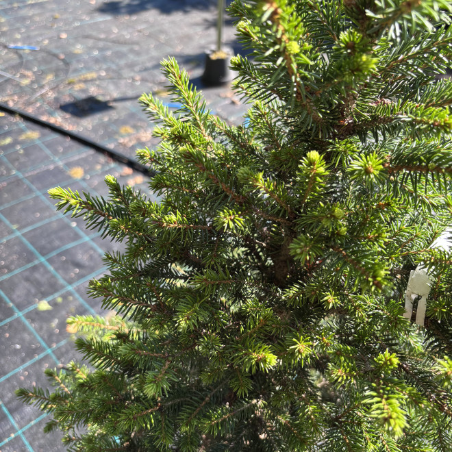 Eglė paprastoji (Picea abies)