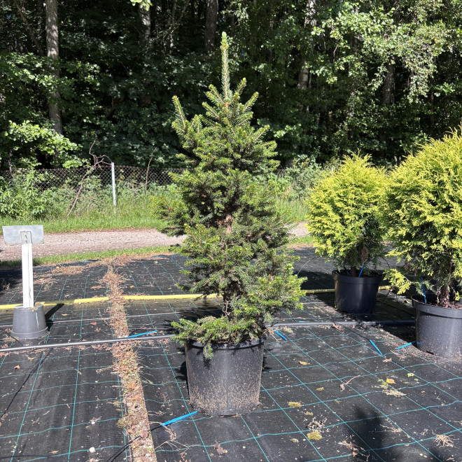 Eglė paprastoji (Picea abies)