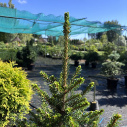 Eglė paprastoji (Picea abies)