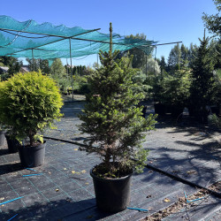 Eglė paprastoji (Picea abies)