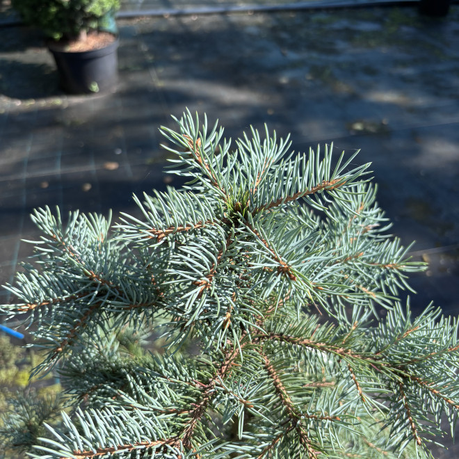 Eglė dygioji (Picea pungens)