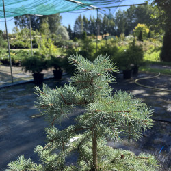 Eglė dygioji (Picea pungens)