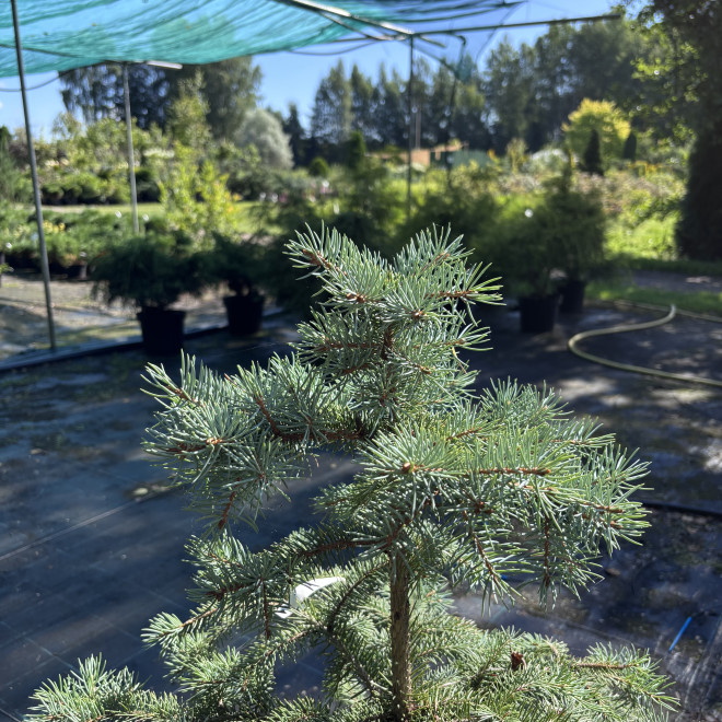 Eglė dygioji (Picea pungens)