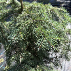 Eglė dygioji (Picea pungens)