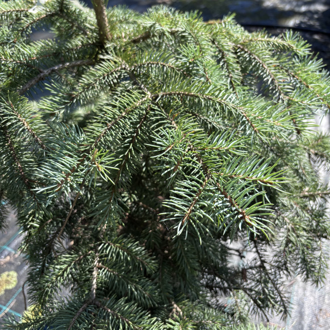 Eglė dygioji (Picea pungens)